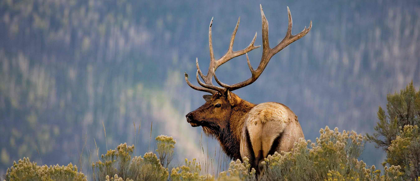 WHY BUY HERE? WHY NOW?