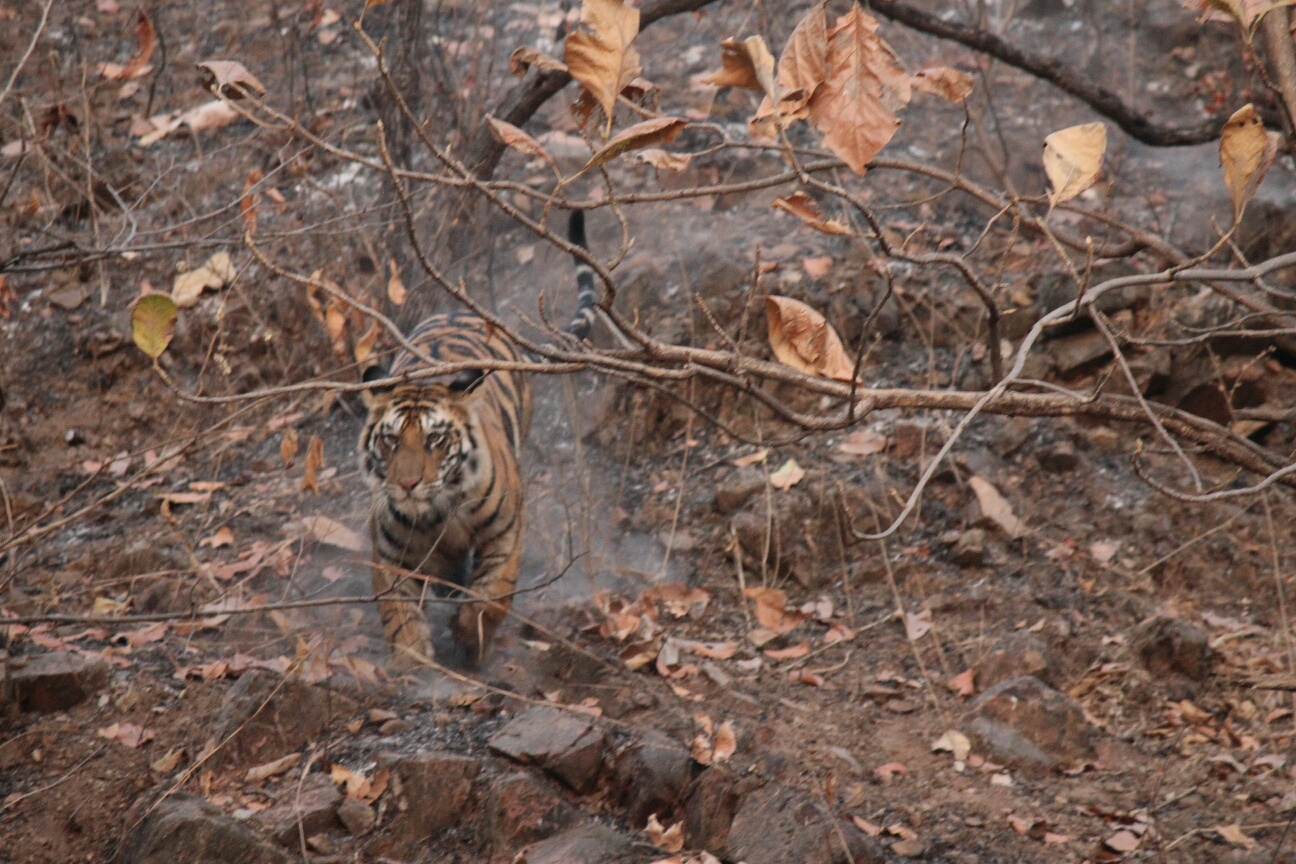 Tiger Preserve 3